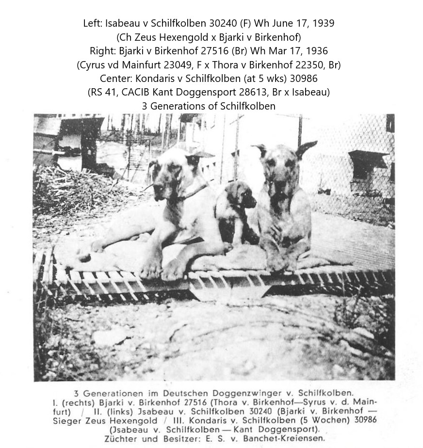Isabeau Bjarki Kondaris v Schilfkolben